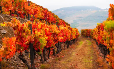Douro River Valley, Portugal