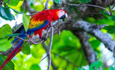 Scarlet macaw, Costa Rica